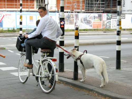 A man on a bike in the Netherlands, waiting at a cycle traffic-light. His son is on a child seat, and his dog is walking alongside them.