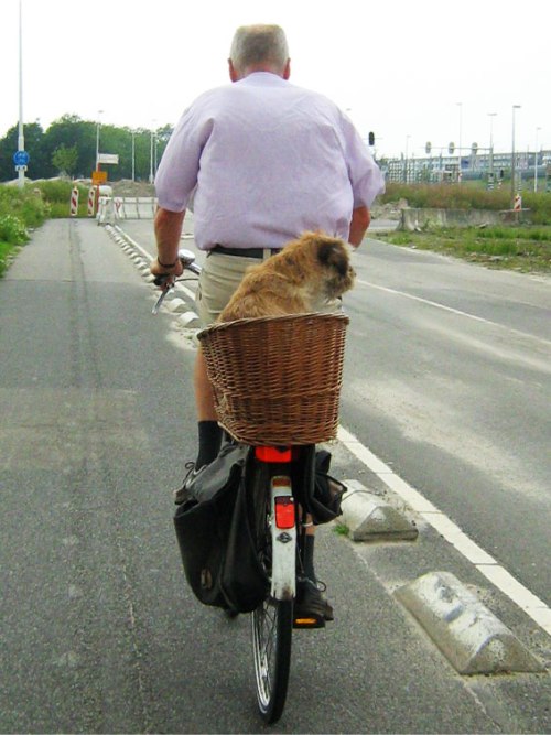 A man rides his bike on a protected cycle path in the Netherlands. His dog is sitting in the rear basket.